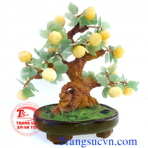 Cây Quất đá thên nhiên