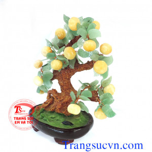 Cây Quất đá thên nhiên