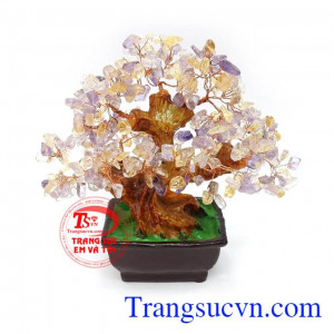 Cây đá quý phong thủy có tác dụng tốt cho trí tuệ, ổn định tinh thần, mang lại bình an, may mắn và tài lộc cho gia chủ