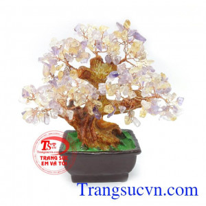 Cây Đá Quý Thịnh Vượng