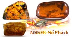 Amber-Hổ Phách
