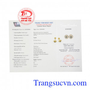 Hoa tai Sapphire thanh tú 14k.
