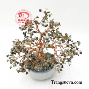 Cây mã não rêu chất lượng