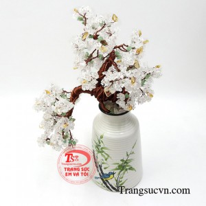 Cây phong thủy hoa mai trắng