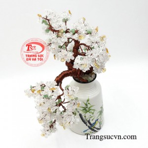 Cây phong thủy hoa mai trắng