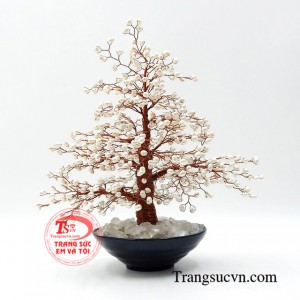 Cây phong thủy ngọc trai sẽ là món quà phù hợp cho người mệnh kim và thủy.
