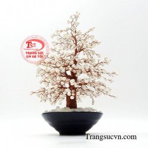 Cây phong thủy ngọc trai