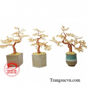 Bạn nên trưng bày chúng tại vị trí trung tâm của nhà để mang đến năng lượng, sức sống tràn trề vui vẻ cho cả gia đình
