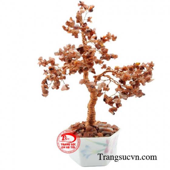 Cây tài lộc mã não đỏ