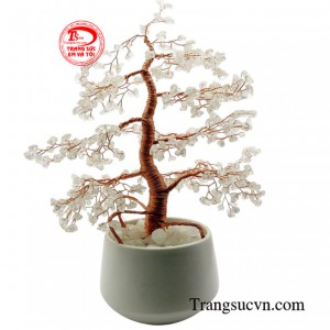 Với vẻ đẹp tinh khiết, thuần khiết, cùng những ý nghĩa phong thủy sâu sắc, cây thạch anh trắng không chỉ là một vật trang trí mà còn là một biểu tượng của sự may mắn, tài lộc và sức khỏe.