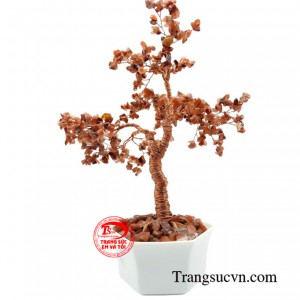 Cây với hình ảnh tàn lá rộng và dày được xem như biểu tượng của sức khỏe, sự hưng thịnh và trường thọ, còn được sử dụng làm bùa để trừ tà.